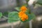 Mexican flamevine Pseudogynoxys chenopodioidesÂ with orange flowers